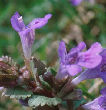 ground ivy flower11.jpg (19035 bytes)