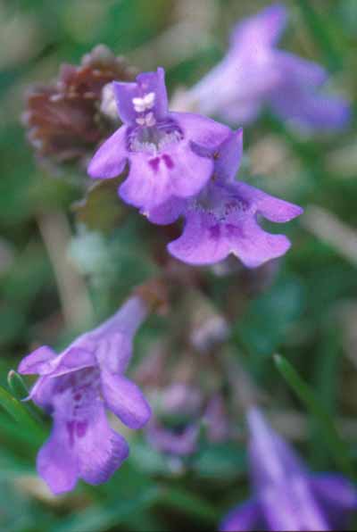 ground ivy flower12.jpg (20762 bytes)